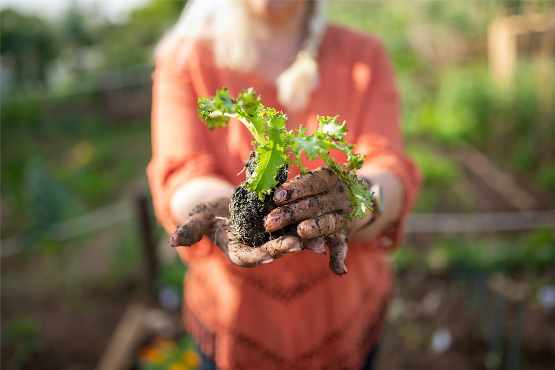 Green thumbs beware: one-third of veggie gardens contaminated with lead